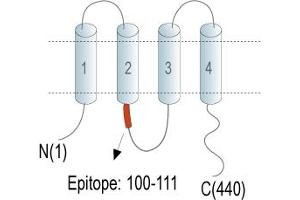 Gap Junction Protein, gamma 2, 47kDa (GJC2) peptide