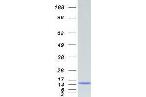 Validation with Western Blot
