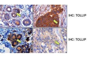 Immunohistochemistry (IHC) image for anti-Toll Interacting Protein (TOLLIP) antibody (ABIN3001486) (TOLLIP anticorps)