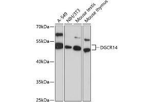 Western blot analysis of extracts of various cell lines, using DGCR14 antibody (ABIN6127806, ABIN6139562, ABIN6139563 and ABIN6217072) at 1:3000 dilution. (DGCR14 anticorps  (AA 1-300))