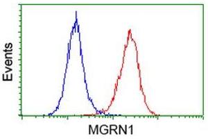 Flow cytometric Analysis of Hela cells, using anti-MGRN1 antibody (ABIN2454428), (Red), compared to a nonspecific negative control antibody, (Blue). (Mahogunin RING Finger Protein 1 anticorps)