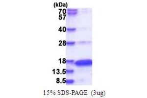 SDS-PAGE (SDS) image for Neurogranin (NRGN) (AA 1-78) protein (His tag) (ABIN5853774) (Neurogranin Protein (NRGN) (AA 1-78) (His tag))