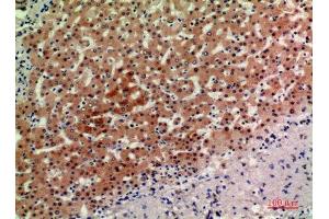 Immunohistochemistry (IHC) analysis of paraffin-embedded Human Liver, antibody was diluted at 1:200. (ACER2 anticorps)
