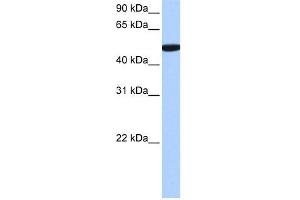 C1ORF55 antibody used at 0. (C1orf55 anticorps  (C-Term))