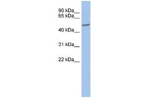 WB Suggested Anti-ZNF565 Antibody Titration:  0. (ZNF565 anticorps  (Middle Region))