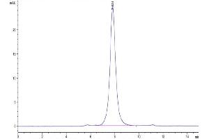 The purity of Biotinylated Cynomolgus CD24 is greater than 95 % as determined by SEC-HPLC. (CD24 Protein (AA 27-54) (Fc Tag,Biotin))