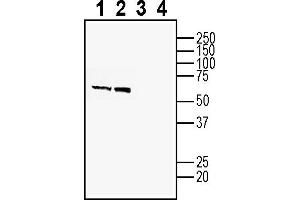 Western blot analysis of rat brain lysates (lanes 1 and 3) and mouse brain lysates (lanes 2 and 4):1-2.