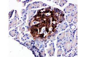 IHC-P testing of rat pancreas tissue (WISP1 anticorps  (C-Term))