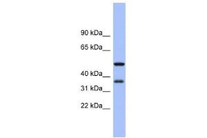 EIF2S1 antibody used at 1 ug/ml to detect target protein. (EIF2S1 anticorps  (N-Term))
