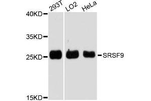 Western blot analysis of extracts of various cell lines, using SRSF9 antibody.