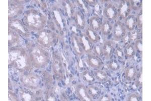 Detection of FARS2 in Rat Kidney Tissue using Polyclonal Antibody to Phenylalanyl tRNA Synthetase 2, Mitochondrial (FARS2) (FARS2 anticorps)