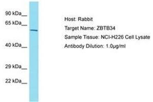 ZBTB34 anticorps  (AA 108-157)