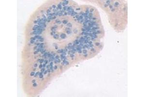 IHC-P analysis of Mouse Tissue, with DAB staining. (Aconitase 1 anticorps  (AA 26-189))