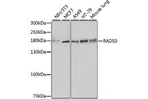 Western blot analysis of extracts of various cell lines using RAD50 Polyclonal Antibody at dilution of 1:500. (RAD50 anticorps)