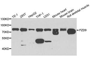 Western blot analysis of extracts of various cell lines, using FZD9 antibody. (FZD9 anticorps  (AA 469-591))