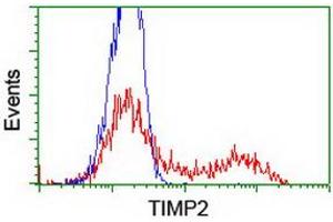 HEK293T cells transfected with either RC209796 overexpress plasmid (Red) or empty vector control plasmid (Blue) were immunostained by anti-TIMP2 antibody (ABIN2455372), and then analyzed by flow cytometry. (TIMP2 anticorps)