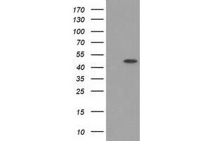 Image no. 1 for anti-Protein Kinase C and Casein Kinase Substrate in Neurons 3 (PACSIN3) antibody (ABIN1500011)