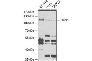 Western blot analysis of extracts of various cell lines, using DBN1 antibody (ABIN6129572, ABIN6139424, ABIN6139425 and ABIN6221983) at 1:1000 dilution.