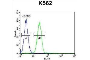 TBX6 Antibody (C-term) flow cytometric analysis of K562 cells (right histogram) compared to a negative control cell (left histogram). (T-Box 6 anticorps  (C-Term))