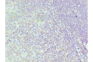 Immunohistochemistry of paraffin-embedded human tonsil tissue using ABIN7155102 at dilution of 1:100 (HNRNPD/AUF1 anticorps  (AA 1-306))