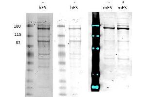 Western Blot of Rabbit anti-Morc3 antibody.