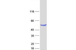 Validation with Western Blot
