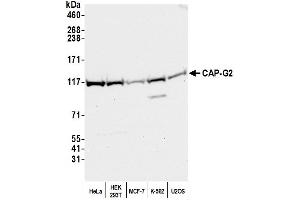 Western Blotting (WB) image for anti-Non-SMC Condensin II Complex, Subunit G2 (NCAPG2) (C-Term) antibody (ABIN7450061)