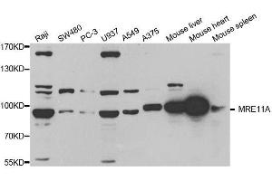 Western blot analysis of extracts of various cell lines, using MRE11A antibody.