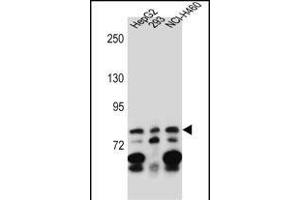 ZN Antibody (C-term) (ABIN657163 and ABIN2837903) western blot analysis in HepG2,293,NCI- cell line lysates (35 μg/lane). (ZNF555 anticorps  (C-Term))