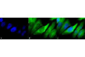 Immunocytochemistry/Immunofluorescence analysis using Mouse Anti-Hsp90 alpha/beta Monoclonal Antibody, Clone K41220A (ABIN361715 and ABIN361716). (HSP90 alpha/beta anticorps  (AA 291-304))