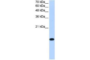 anti-Basic Leucine Zipper Transcription Factor, ATF-Like 2 (BATF2) (Middle Region) antibody