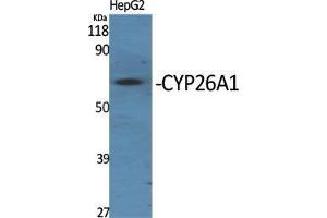Western Blot (WB) analysis of specific cells using CYP26A1 Polyclonal Antibody. (CYP26A1 anticorps  (Internal Region))