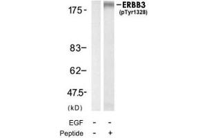 Western blot analysis of extracts from HUVEC cell using ERBB3 (phospho Y1328) polyclonal antibody . (ERBB3 anticorps  (pTyr1328))