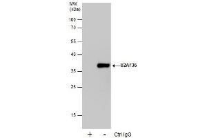 IP Image Immunoprecipitation of U2AF35 protein from 293T whole cell extracts using 5 μg of U2AF35 antibody, Western blot analysis was performed using U2AF35 antibody, EasyBlot anti-Rabbit IgG  was used as a secondary reagent. (U2AF1 anticorps)
