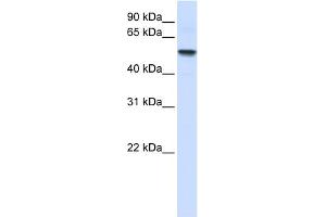WB Suggested Anti-ENTPD8 Antibody Titration:  0. (ENTPD8 anticorps  (N-Term))