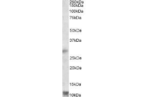 ABIN2564991 (1µg/ml) staining of Human Heart lysate (35µg protein in RIPA buffer). (RNF7 anticorps  (Internal Region))
