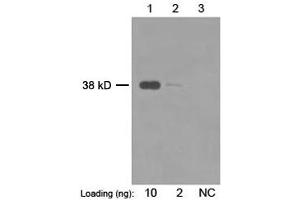 Primary antibody: 1 µg/mL Mouse Anti-Enterokinase Monoclonal Antibody (ABIN398568) Secondary antibody: Goat Anti-Mouse IgG (H&L) [HRP] Polyclonal Antibody (ABIN398387, 1: 20,000) The signal was developed with LumiSensorTM HRP Substrate Kit (ABIN769939) (TMPRSS15 anticorps)
