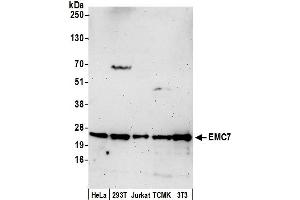 Western Blotting (WB) image for anti-ER membrane protein complex subunit 7 (Emc7) (AA 1-50) antibody (ABIN7449222)