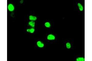 Anti-ARNT mouse monoclonal antibody (ABIN2452784) immunofluorescent staining of COS7 cells transiently transfected by pCMV6-ENTRY ARNT (RC216724). (ARNT anticorps)