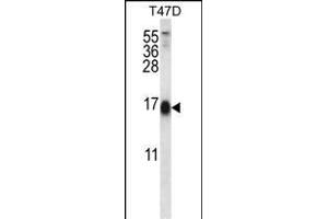 SKA2 Antibody (N-term) (ABIN656609 and ABIN2845866) western blot analysis in T47D cell line lysates (35 μg/lane). (FAM33A anticorps  (N-Term))