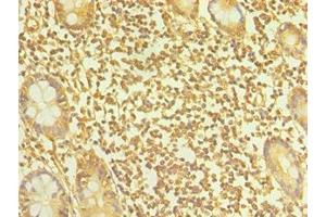 Immunohistochemistry of paraffin-embedded human small intestine tissue using ABIN7164899 at dilution of 1:100 (TAC1 anticorps  (AA 1-129))