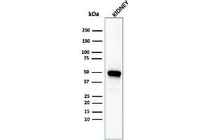 Western Blot Analysis of kidney tissue lysate using CD137-Monospecific Mouse Monoclonal Antibody (4-1BB/3201).
