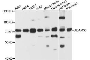 Western blot analysis of extracts of various cell lines, using ADAM33 antibody.