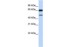 WB Suggested Anti-NR2C2 Antibody Titration:  0. (TR4 anticorps  (N-Term))