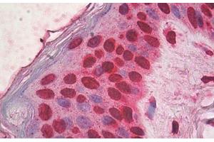 Image no. 1 for anti-High Mobility Group Box 1 (HMGB1) antibody (ABIN1498682) (HMGB1 anticorps)