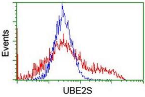 Image no. 2 for anti-Ubiquitin-Conjugating Enzyme E2S (UBE2S) antibody (ABIN1501643) (UBE2S anticorps)