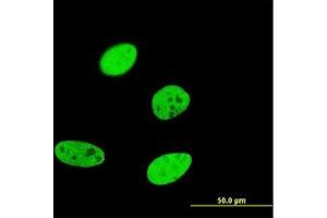 Image no. 2 for anti-Forkhead Box A2 (FOXA2) (AA 363-458) antibody (ABIN598744) (FOXA2 anticorps  (AA 363-458))