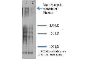 Western Blot analysis of Rat and mouse brain lysates showing detection of Piccolo protein using Mouse Anti-Piccolo Monoclonal Antibody, Clone 6H9-B6 . (Piccolo anticorps  (PerCP))