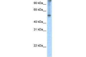 Western Blotting (WB) image for anti-Eukaryotic Translation Initiation Factor 2A, 65kDa (EIF2A) antibody (ABIN2462314) (EIF2A anticorps)