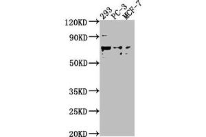 Western Blot Positive WB detected in: 293 whole cell lysate, PC-3 whole cell lysate, MCF-7 whole cell lysate All lanes: GPR37 antibody at 1:2000 Secondary Goat polyclonal to rabbit IgG at 1/50000 dilution Predicted band size: 68 kDa Observed band size: 68 kDa